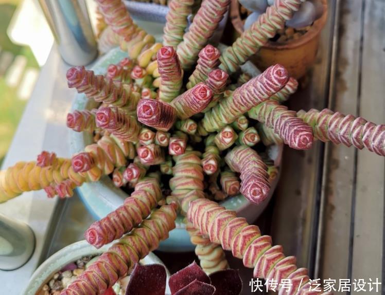 土质|夏养多肉,想要收获满满一盆?多栽几株钱串,2个月就梦想成真