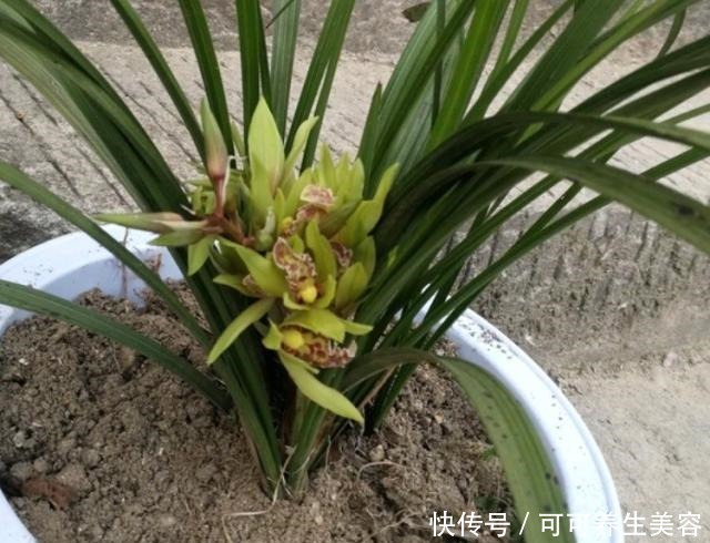 这种“天然钾肥”，用来养兰花，根系壮，叶芽多！