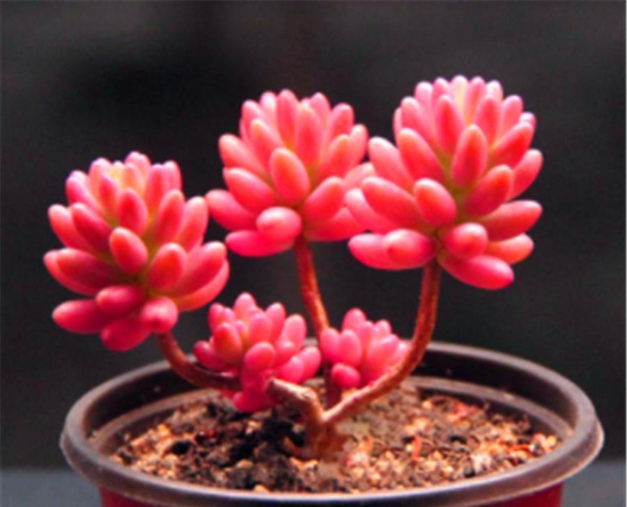 虹之玉|彩色果冻多肉中的“3朵姐妹花”,晶莹剔透颜色亮,出状态太美了