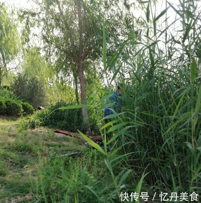 大鱼|高温天,钓大鱼先克服这些“难题”,不是我吹,渔获瞬间猛增几倍