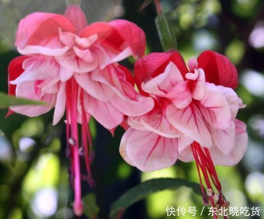 花开花落|新手养护花卉，就养沾土就活，见光就旺的花卉，花开一整年！