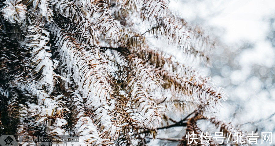 大明山|等你观赏！大明山景区12月26至28日将出现冰凌雾凇