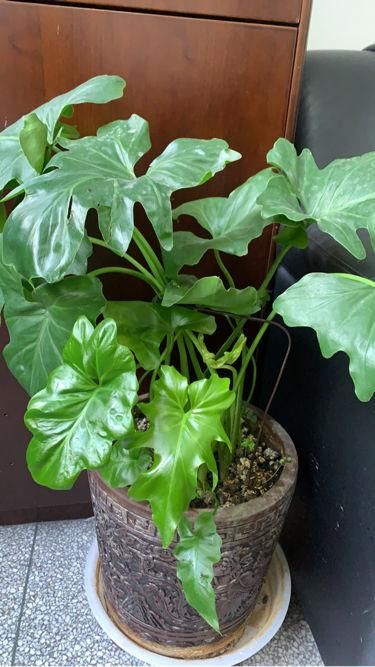 叶子像油画的5种花,耐阴效果好,家里没光也能养