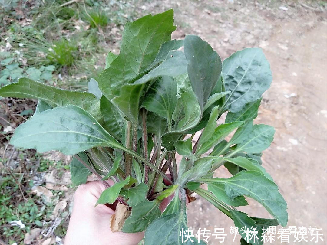 采摘|好难吃！怎么看都不像是野菜，一盘卖几十元，不知道哪里来的自信