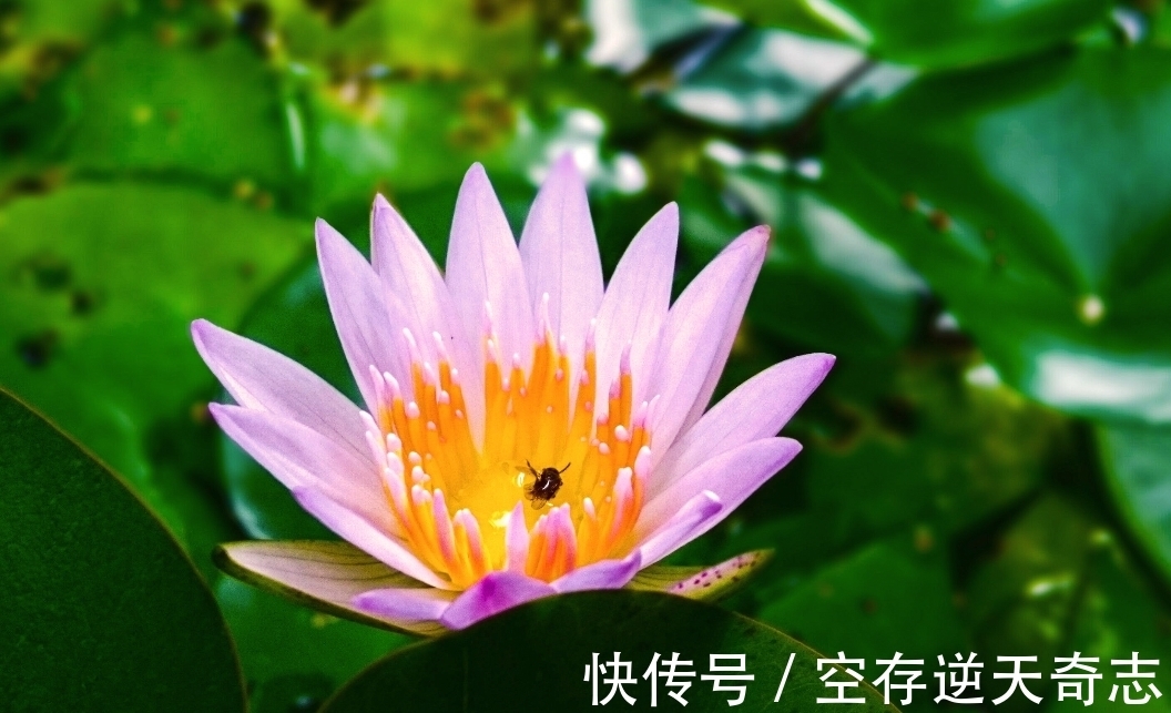 生肖|7月，不缺钱，不缺机会，3生肖告别贫穷，钱包胖起来，前景无限好