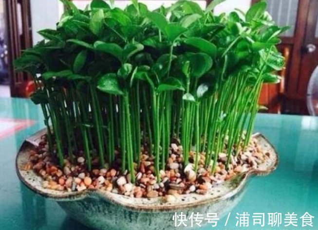 阳台|养绿萝早就不兴了,阳台种上这懒人盆栽,干净实用还不占地