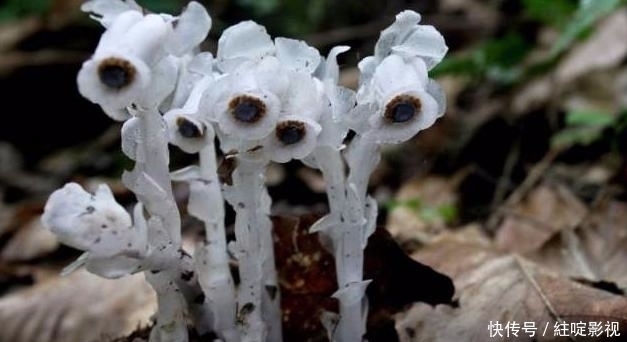 此为“冥界之花”,又称“幽灵草”,如果在野外遇见,切莫踩到