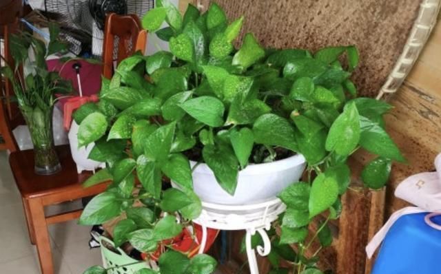 家里养绿萝,需要多浇水、多整理根系,再注意“1点”,长得快