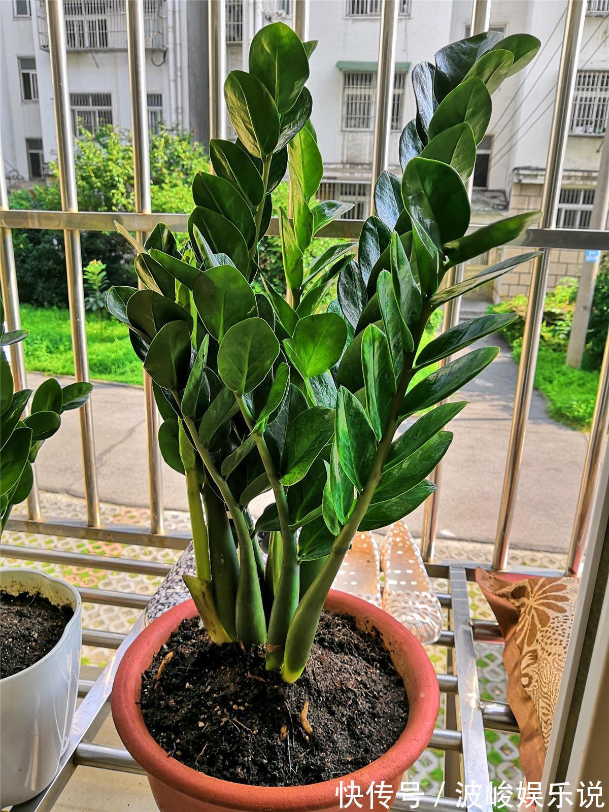 绿森林|8种“漂亮花”别晒大太阳，一晒就耷拉，客厅不见光，养成绿森林