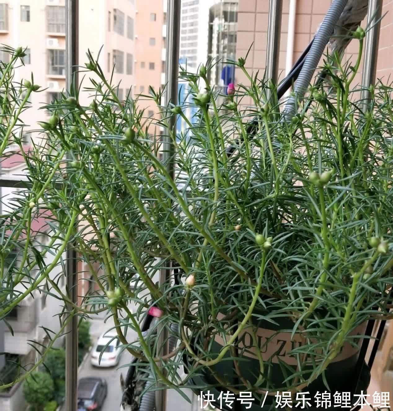 技巧|新人挑盆栽没经验，难免会入坑，趁早学会这6个技巧不踩雷