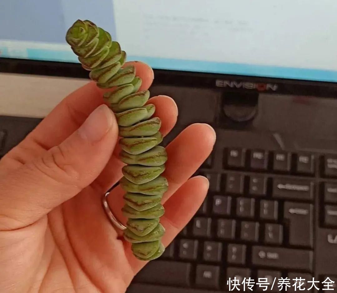 生根|6种花夏天扦插，枝条剁8段、撒土里，3岁小孩都能插活