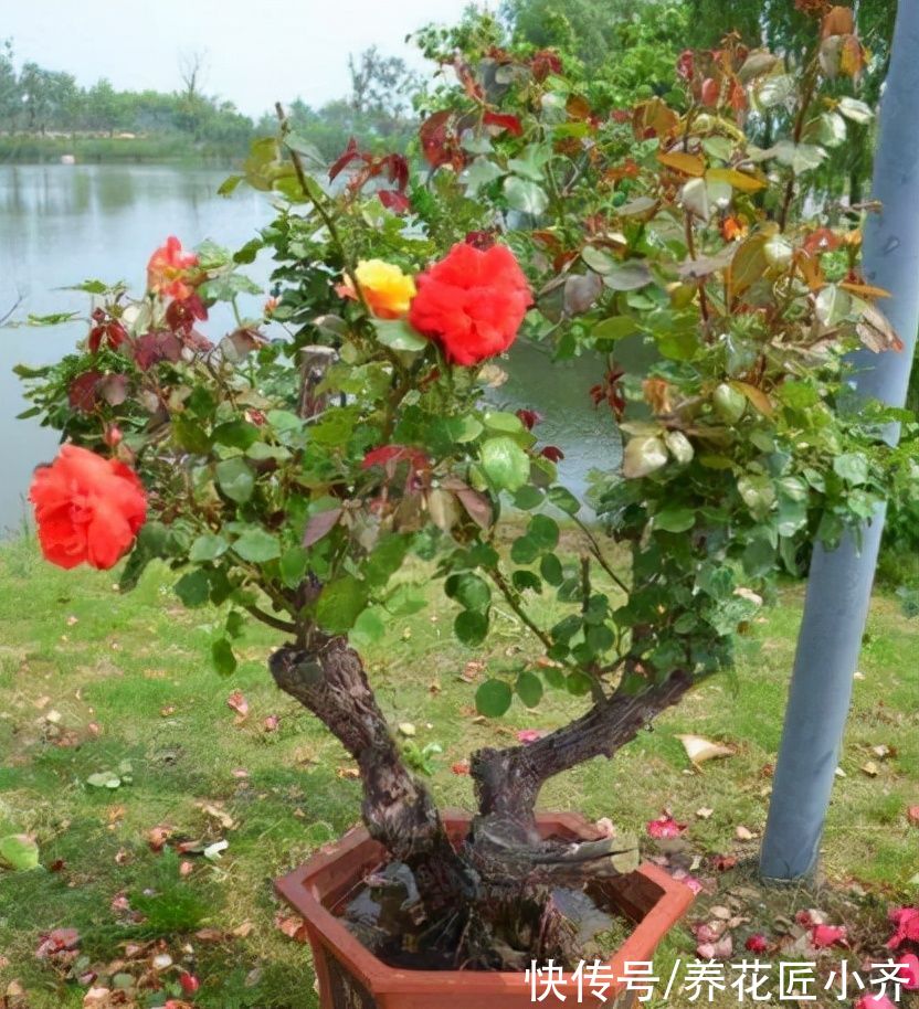 网上常见的4种花，要谨慎购买，虽然销量不低，但是都是“骗局”