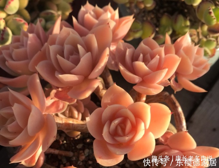 网购的群生多肉散开了怎么办?不用着急,我们可以这样来解决问题