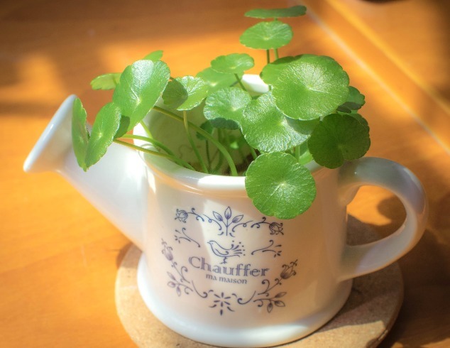 叶片|不懂养花方法就养4种花,只管浇水,松松长到爆盆