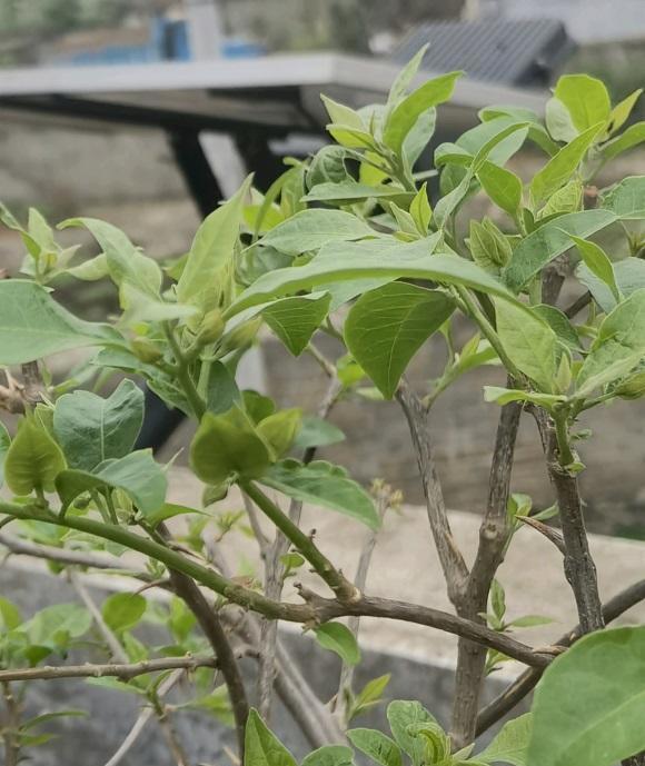 春天的三角梅,“这些操作”赶紧做,夏季枝叶更茂密,开花更多