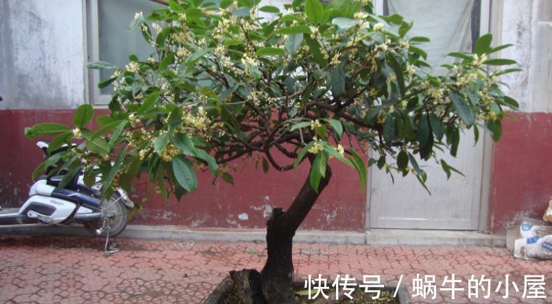植物|都说养花该多修剪，但这3种植物，夏季剪多了反而不开花