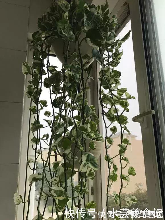 吊兰|这6种花是“天然净化器”,家中养1盆,潜伏的甲醛也会吸干净!