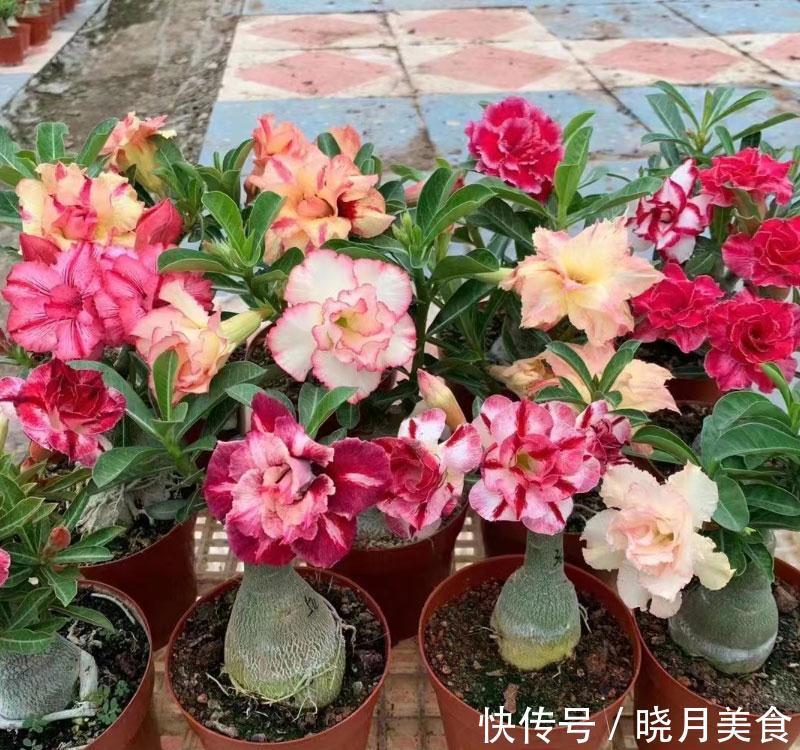 冷天养这8种花,有钱也要穷着养,断粮、少水更抗冻