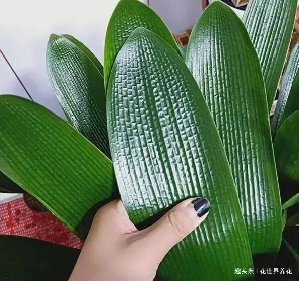 给君子兰换盆，5个要点要“记牢”，服盆快，不烂根！