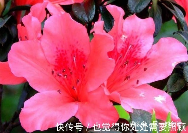 花中西施|此花花繁色艳,盛开时宛如山林染涂了胭脂,被誉为“花中西施”