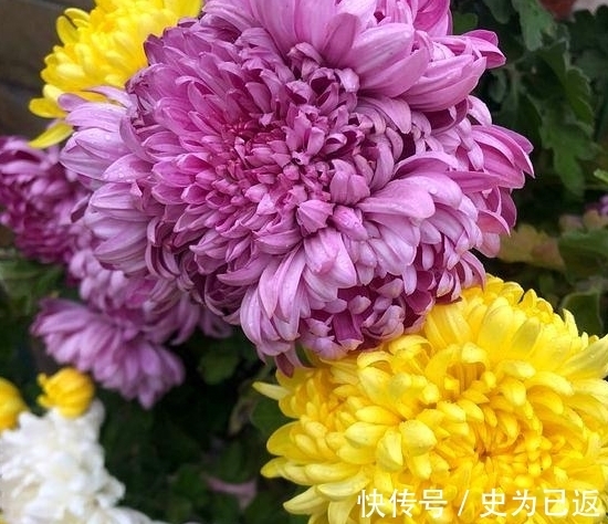 此花原本中国独有,漂亮不输牡丹,却被