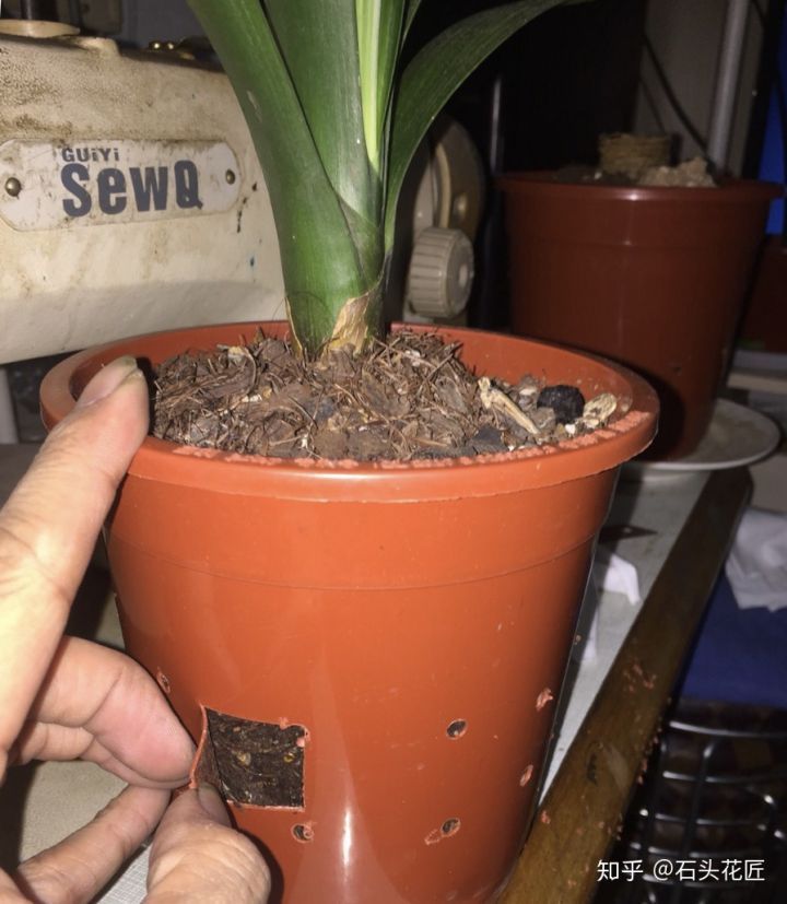 养花总是“烂根”,学会4个“科学”方法,家里绿植“嗖嗖长”