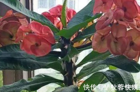 这3种“懒人花”,好看又耐旱,越旱越开花,水多很容易死