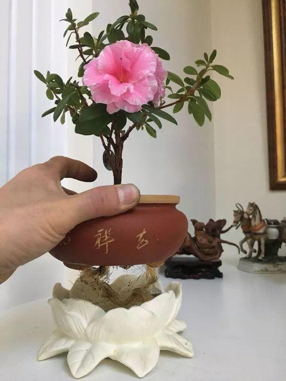 这花就得饿着养,盆越小、水越少,反倒长得更来劲!