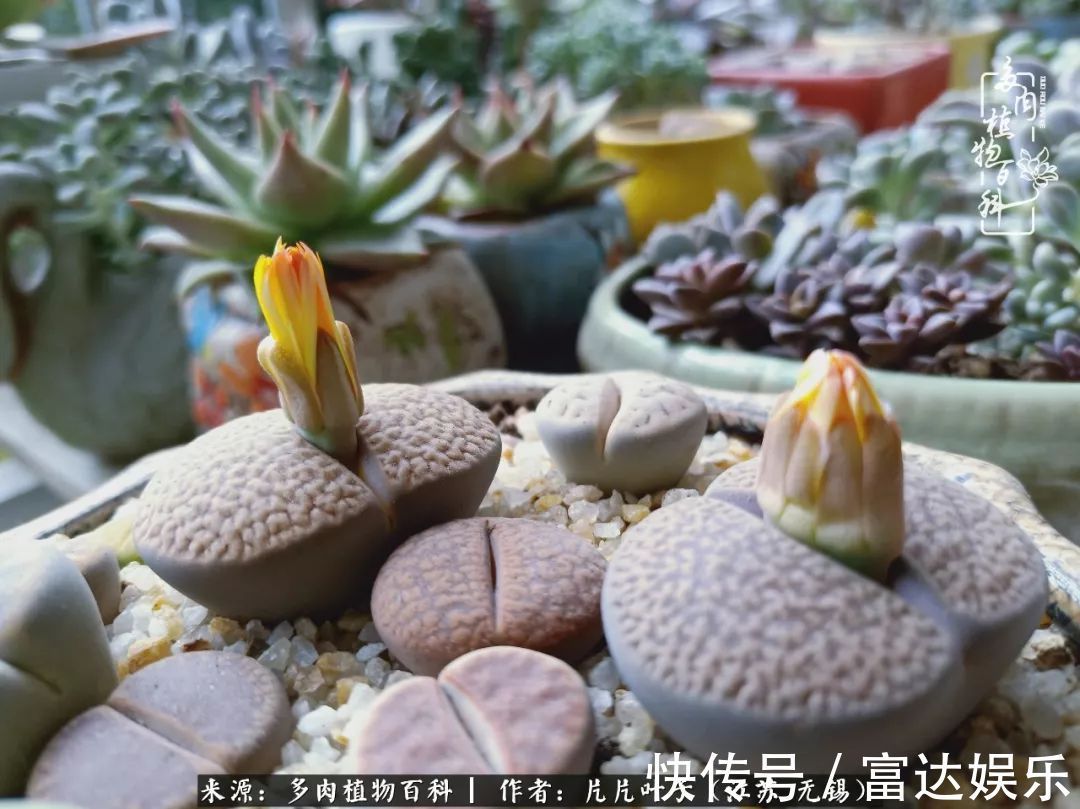 养肉路上，累并快乐着！时光不语，静待花开！