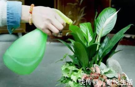 浇水|花都是浇死的1分钟学会如何判断盆土是否需要浇水了