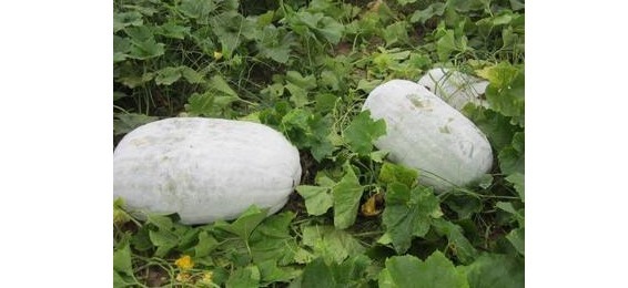 冬瓜藤|以前用来喂猪, 现在很多人都要抢着吃, 具有防癌的功效