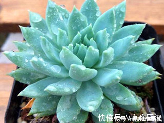 肉友们|最具清凉感的5种多肉,养护用对方法,出状态后呈现出高级蓝