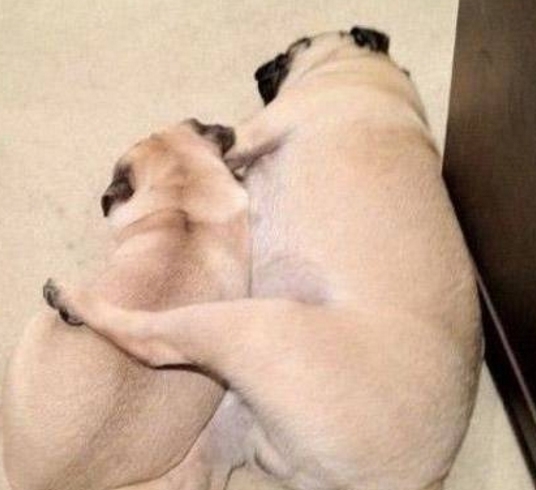 |搞笑动物夫妻睡姿,最后一张太像人类了,你们也太甜蜜了吧!