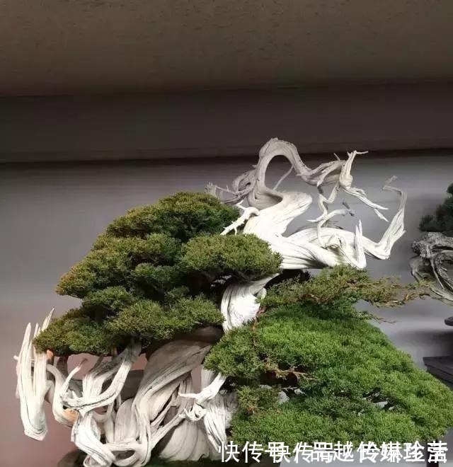 苍劲|这3种盆景可以养成传家宝,再穷也要养,越老越值钱!