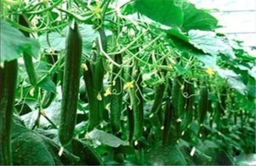 购买黄瓜时，该挑直的还是弯的老菜农记住这几点，就不会买错