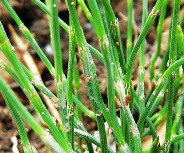 野草|农村一种“光棍”野草,无叶无花只有杆,煮水喝眼睛越来越明亮!