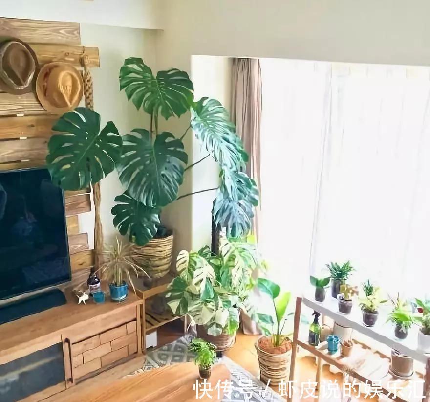 植物|7种“懒人花”，漂亮又好养，客厅养一盆，大气吉祥，养人又旺家