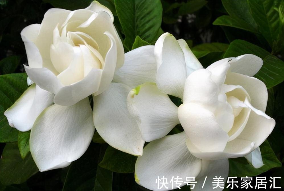 栀子花秋冬养护有讲究,给点“强壮剂”,养壮根来年开花又多又香