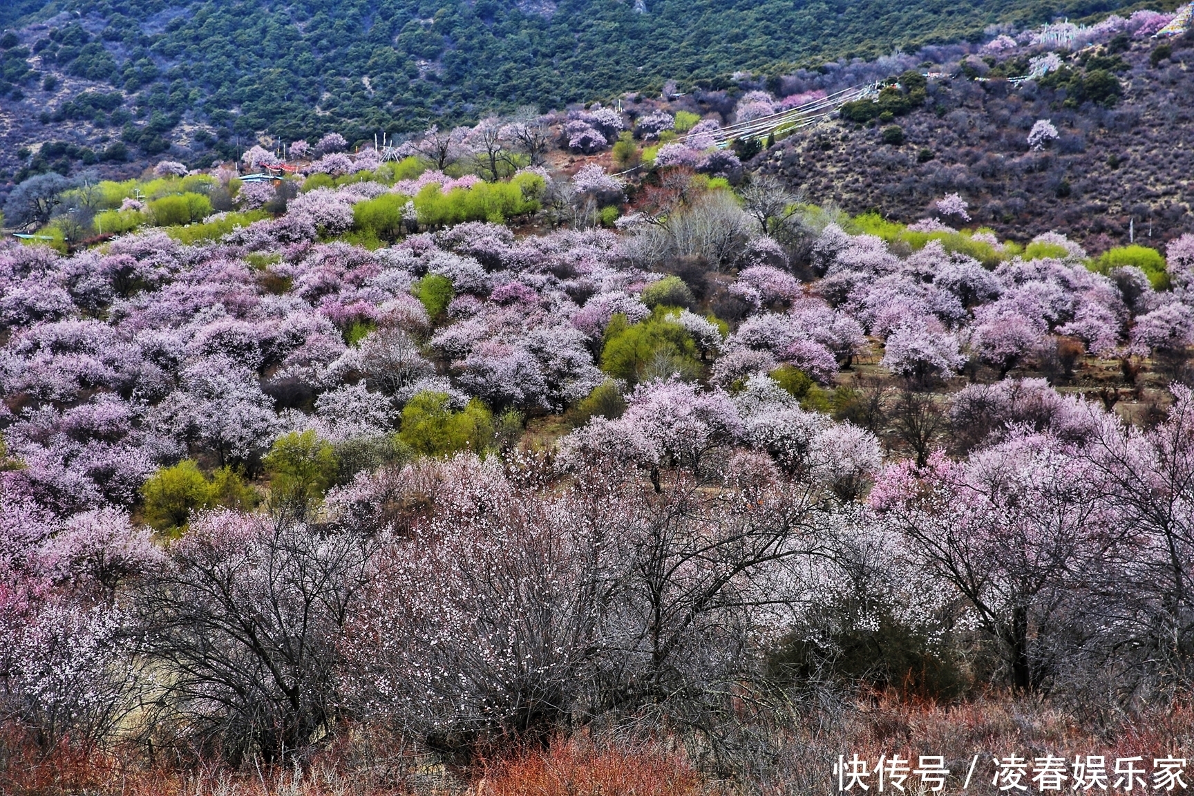 林芝的桃花开了，一团一簇美不胜收，像极了北欧童话般的样子