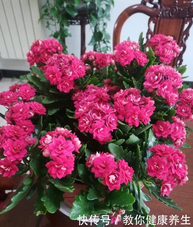 七种耐阴的开花植物,好养如绿萝,花期不短,适合室内、北阳台养!