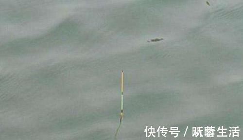 钓鱼|钓鱼调漂技巧必学技巧:满足这三点要求,调漂方法就是靠谱的!