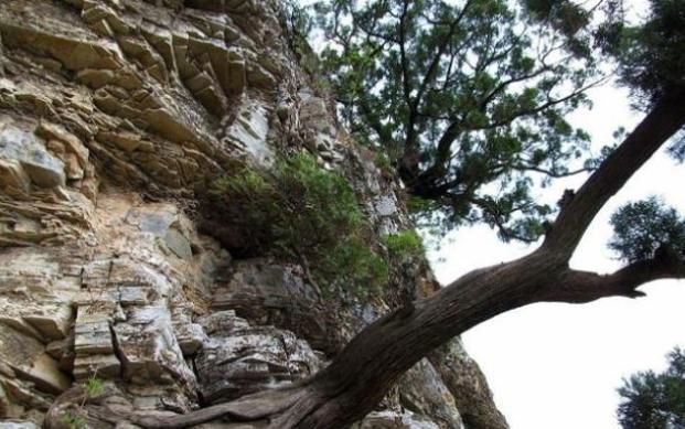 有一味中药即可收藏又可车珠子,还能通畅肠胃,祛脾胃寒气,暖肾