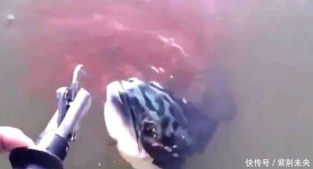 小黑鱼|一男子钓鱼时钓到一条黑鱼,被小黑鱼的行为感动,于是放生