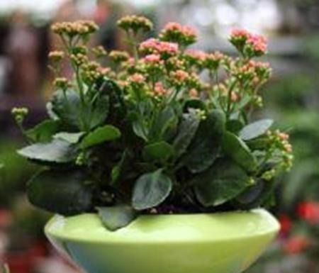 厨房一种的养花宝,比柳树皮都易得,效果不比柳树皮差