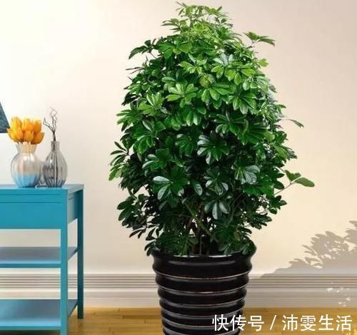 杜鹃|花盆太深真要命,长寿君子兰养1盆死1盆,赶紧换!