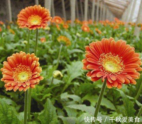  此花花姿妖娆，绚丽的花色散发着夺目的光芒，给人以清风拂面之感