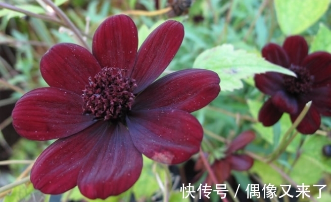 世界上最稀有的花，有些美的让人不可思议，是观赏精品