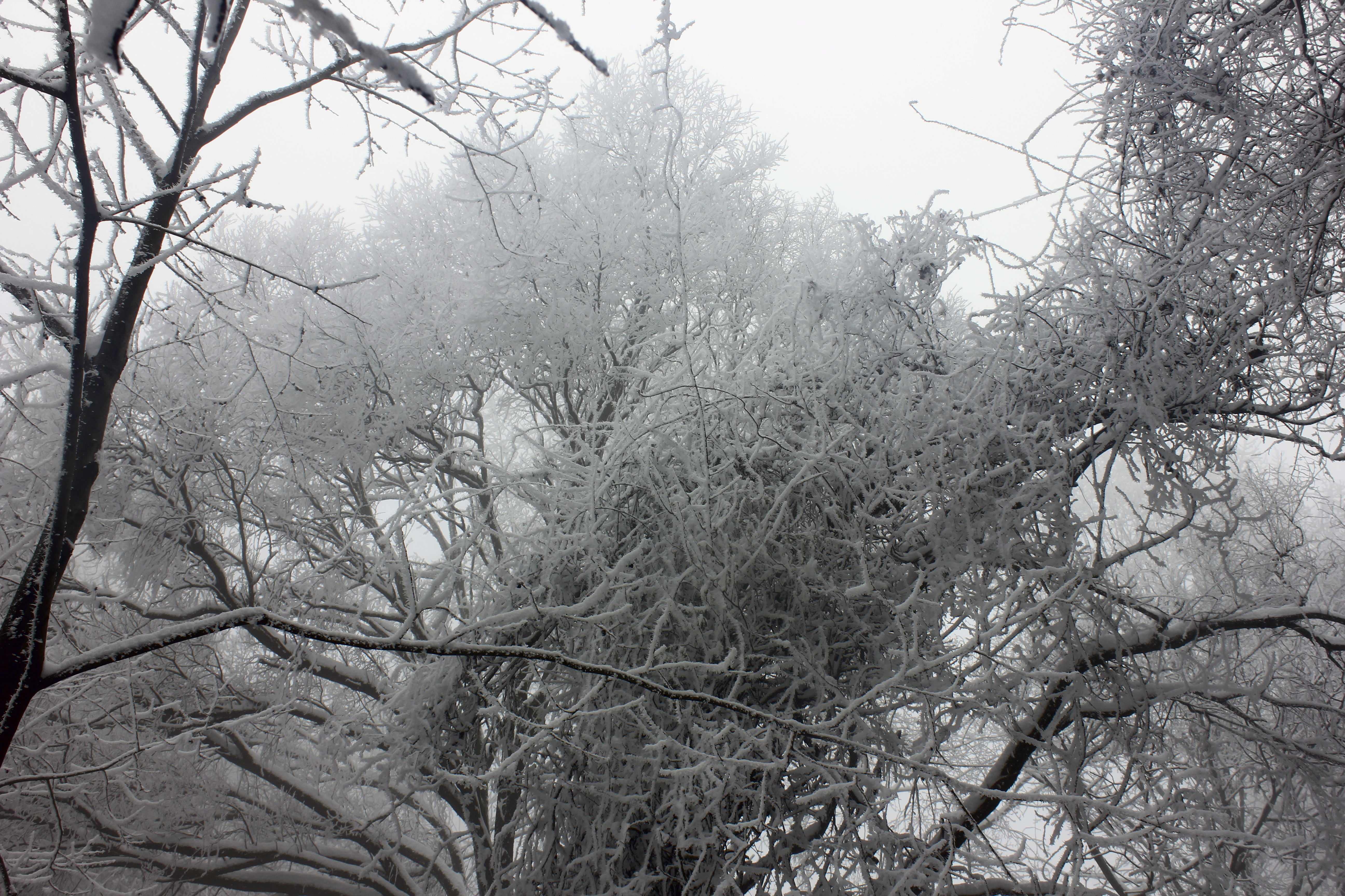 征集|【年末福利征集】雪后南五台幸遇云海