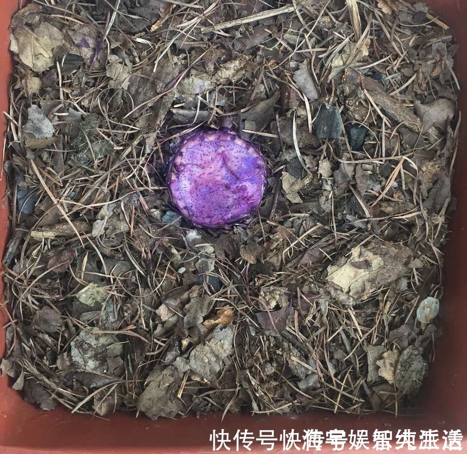 盆栽|李大姐养君子兰，开春“切一刀”，养60天，冒出9个芽，要爆盆了