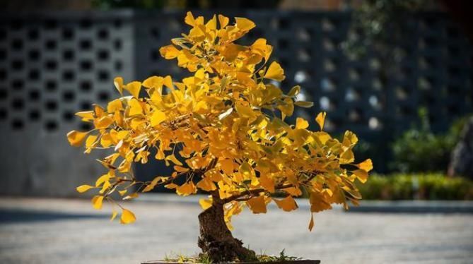 盆景|4个方法,让盆栽银杏变成矮、胖、矬,好看又值钱
